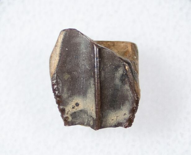 Hadrosaur (Duck-Billed Dinosaur) Tooth - Judith River #17642